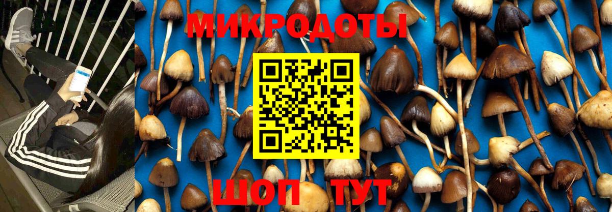 Псилоцибиновые грибы Psilocybe  Вход с VPN  Галлюциногенные грибы Psilocybe  Бузулук 